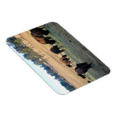 Bison in Colorado Magneet (Rechterzijde)