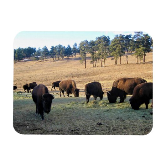 Bison in Colorado Magneet (Horizontaal)