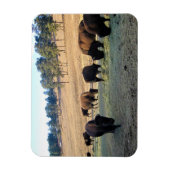 Bison in Colorado Magneet (Verticaal)