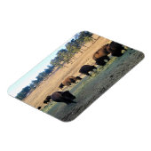 Bison in Colorado Magneet (Linkerzijde)