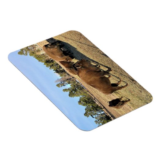 Bison in Colorado Magneet (Rechterzijde)