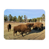 Bison in Colorado Magneet (Horizontaal)