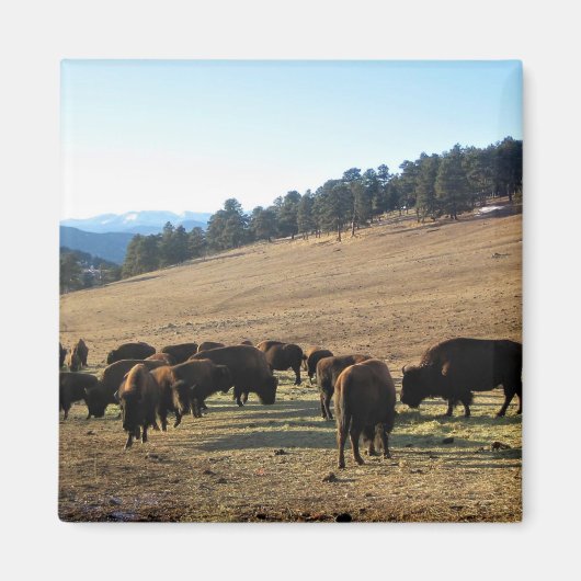 Bison in Colorado Magneet (Voorkant)
