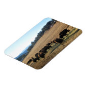 Bison in Colorado Magneet (Linkerzijde)