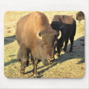 Bison in Colorado Muismat