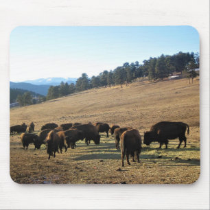 Bison in Colorado Muismat