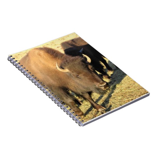 Bison in Colorado Notitieboek (Rechterzijde)