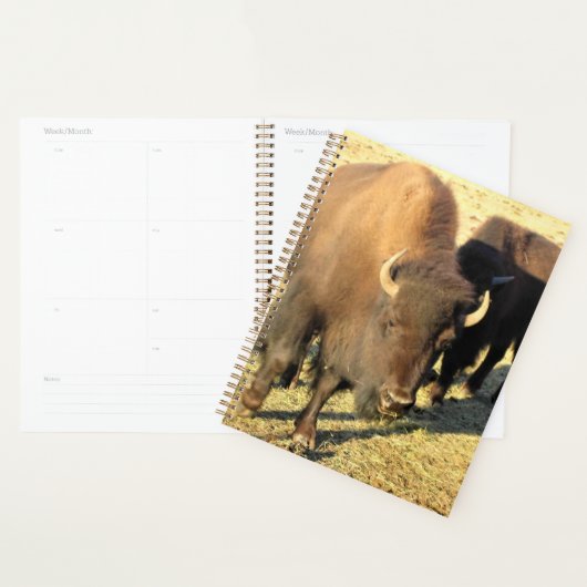 Bison in Colorado Planner (Display)