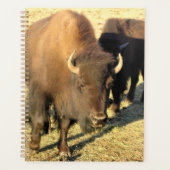 Bison in Colorado Planner (Voorkant)