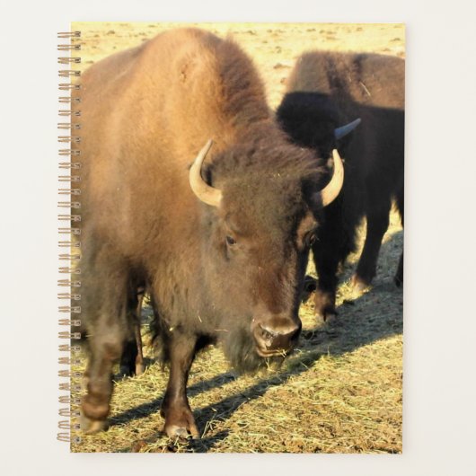 Bison in Colorado Planner (Voorkant)