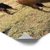 Bison in Colorado Poster (Hoek)