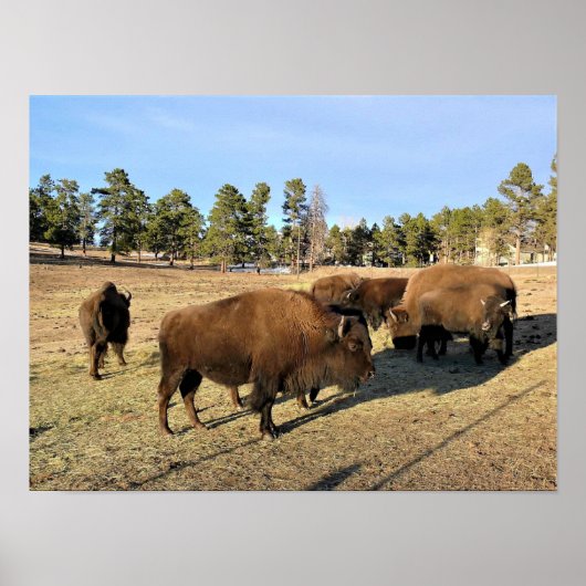 Bison in Colorado Poster (Voorkant)