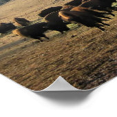 Bison in Colorado Poster (Hoek)