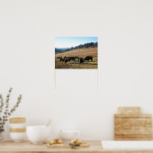 Bison in Colorado Poster (Keuken)