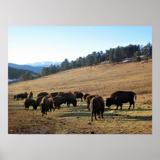 Bison in Colorado Poster (Voorkant)
