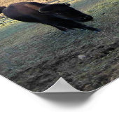 Bison in Colorado Poster (Hoek)