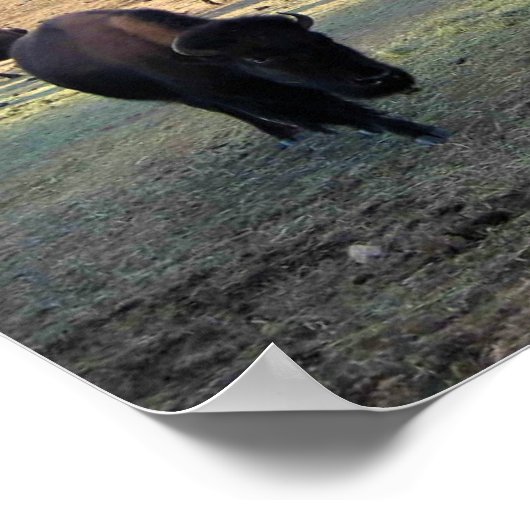 Bison in Colorado Poster (Hoek)
