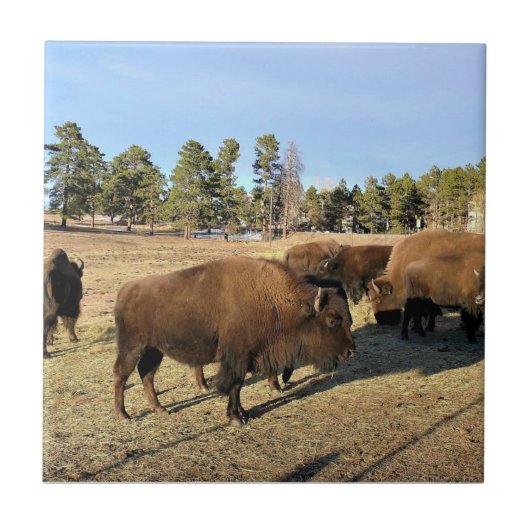 Bison in Colorado Tegeltje (Voorkant)