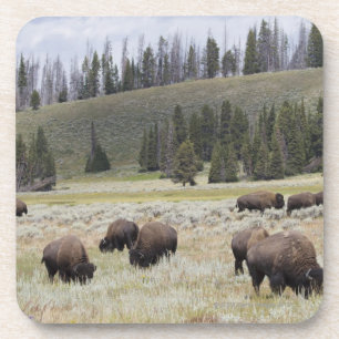 Bison in de Hayden-vallei van Yellowstone Bier Onderzetter