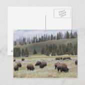 Bison in de Hayden-vallei van Yellowstone Briefkaart (Voorkant / Achterkant)
