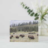 Bison in de Hayden-vallei van Yellowstone Briefkaart (Staand voorkant)