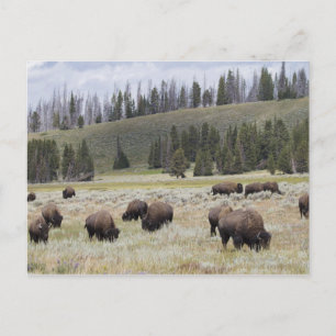 Bison in de Hayden-vallei van Yellowstone Briefkaart