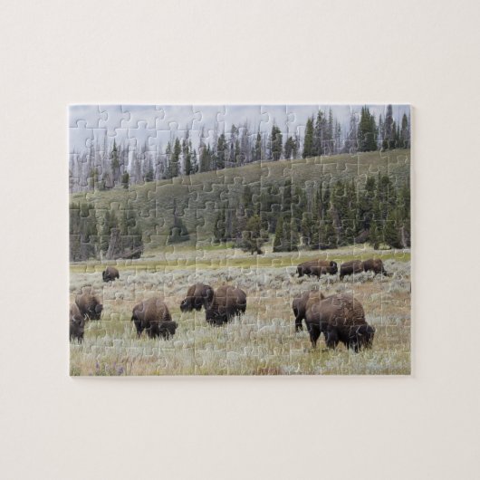 Bison in de Hayden-vallei van Yellowstone Legpuzzel (Horizontaal)