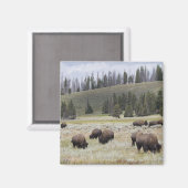 Bison in de Hayden-vallei van Yellowstone Magneet (Voorkant / Achterkant)