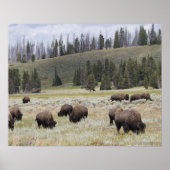 Bison in de Hayden-vallei van Yellowstone Poster (Voorkant)