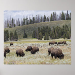 Bison in de Hayden-vallei van Yellowstone Poster