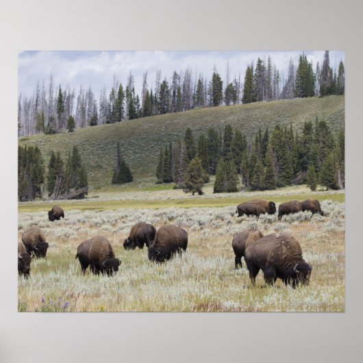 Bison in de Hayden-vallei van Yellowstone Poster (Voorkant)