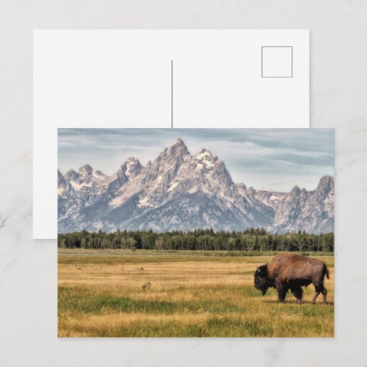 Bison in de Tetons Briefkaart (Voorkant / Achterkant)
