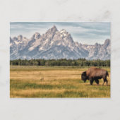 Bison in de Tetons Briefkaart (Voorkant)