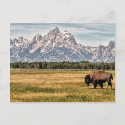 Bison in de Tetons Briefkaart (Voorkant)