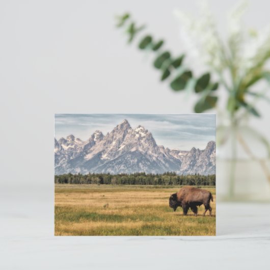 Bison in de Tetons Briefkaart (Staand voorkant)