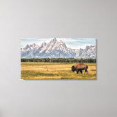 Bison in de Tetons Canvas Afdruk (Voorkant)