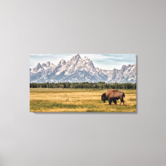 Bison in de Tetons Canvas Afdruk (Voorkant)