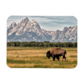 Bison in de Tetons Magneet (Horizontaal)