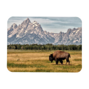 Bison in de Tetons Magneet