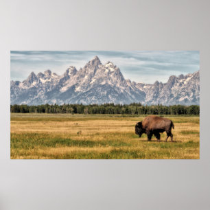 Bison in de Tetons Poster
