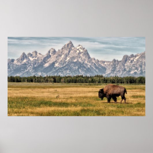 Bison in de Tetons Poster (Voorkant)