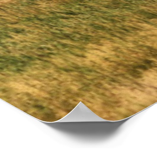 Bison in de Tetons Poster (Hoek)