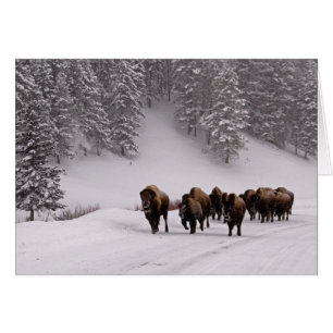 Bison in de winter