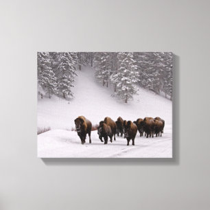 Bison in de winter canvas afdruk