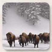 Bison in de winter drankjes onderzetter (Voorkant)