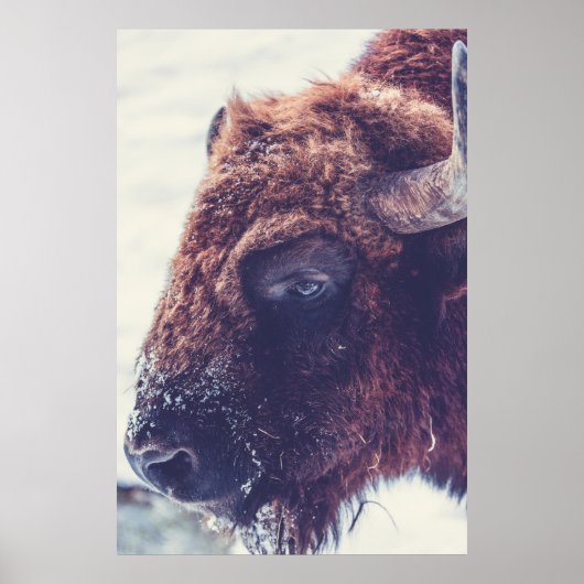BISON IN DE WINTER POSTER (Voorkant)