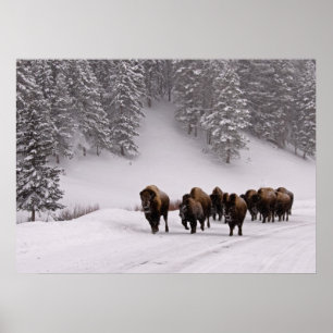 Bison in de winter poster