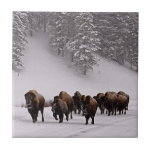 Bison in de winter tegeltje