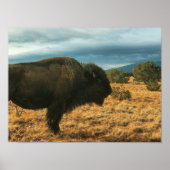 Bison in Foreground Mountains in New Mexico Poster (Voorkant)