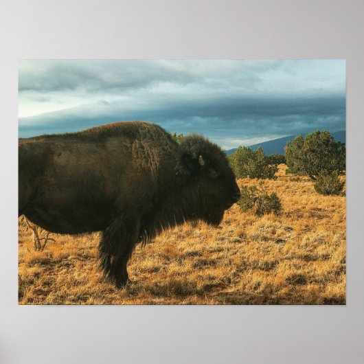 Bison in Foreground Mountains in New Mexico Poster (Voorkant)